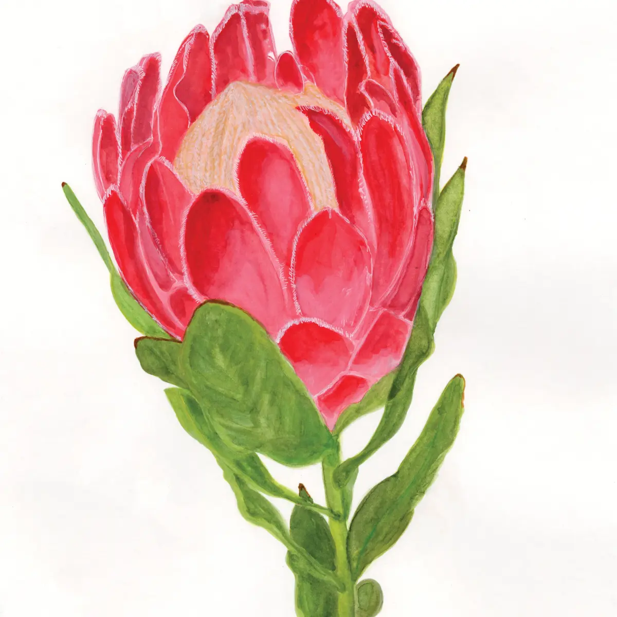 Protea Bloom