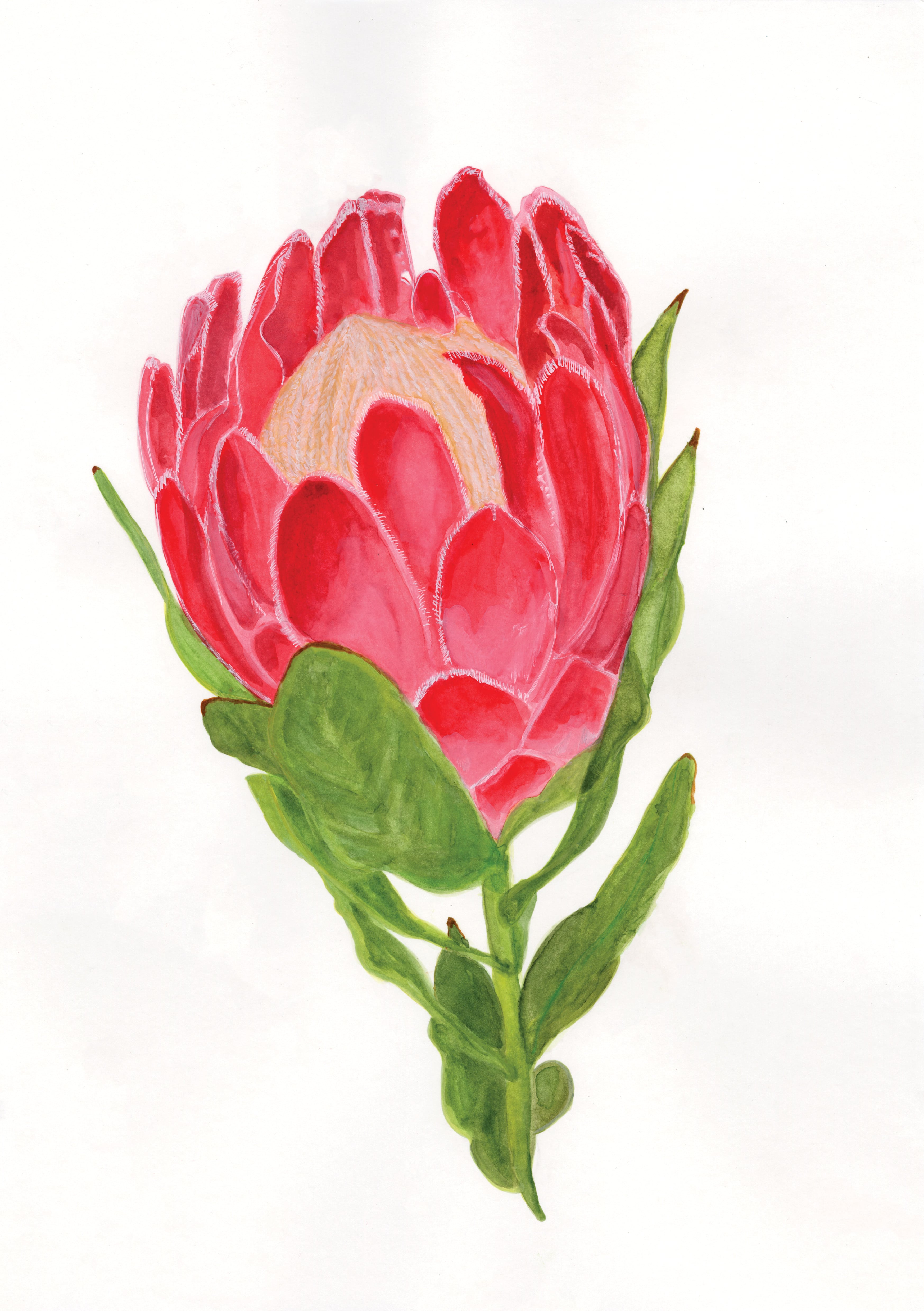 Protea Bloom