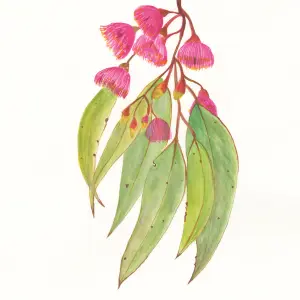 Eucalyptus Blooms - Image 1